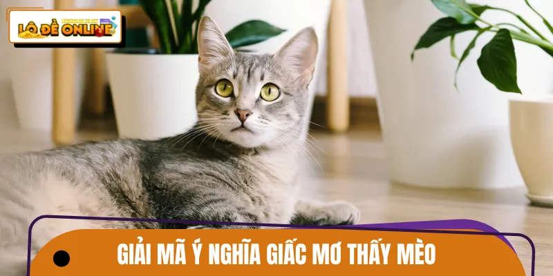 Những thông tin giải mã giấc mơ thấy mèo theo màu sắc trạng thái